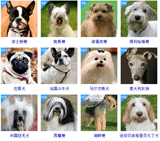 7777788888精准狗狗,详细数据解读_变革版57.500