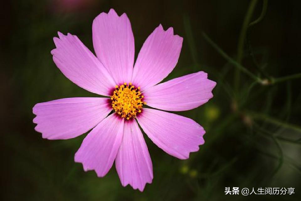 跑男最新成员名单，变化引领自信与成就，励志奔跑之路