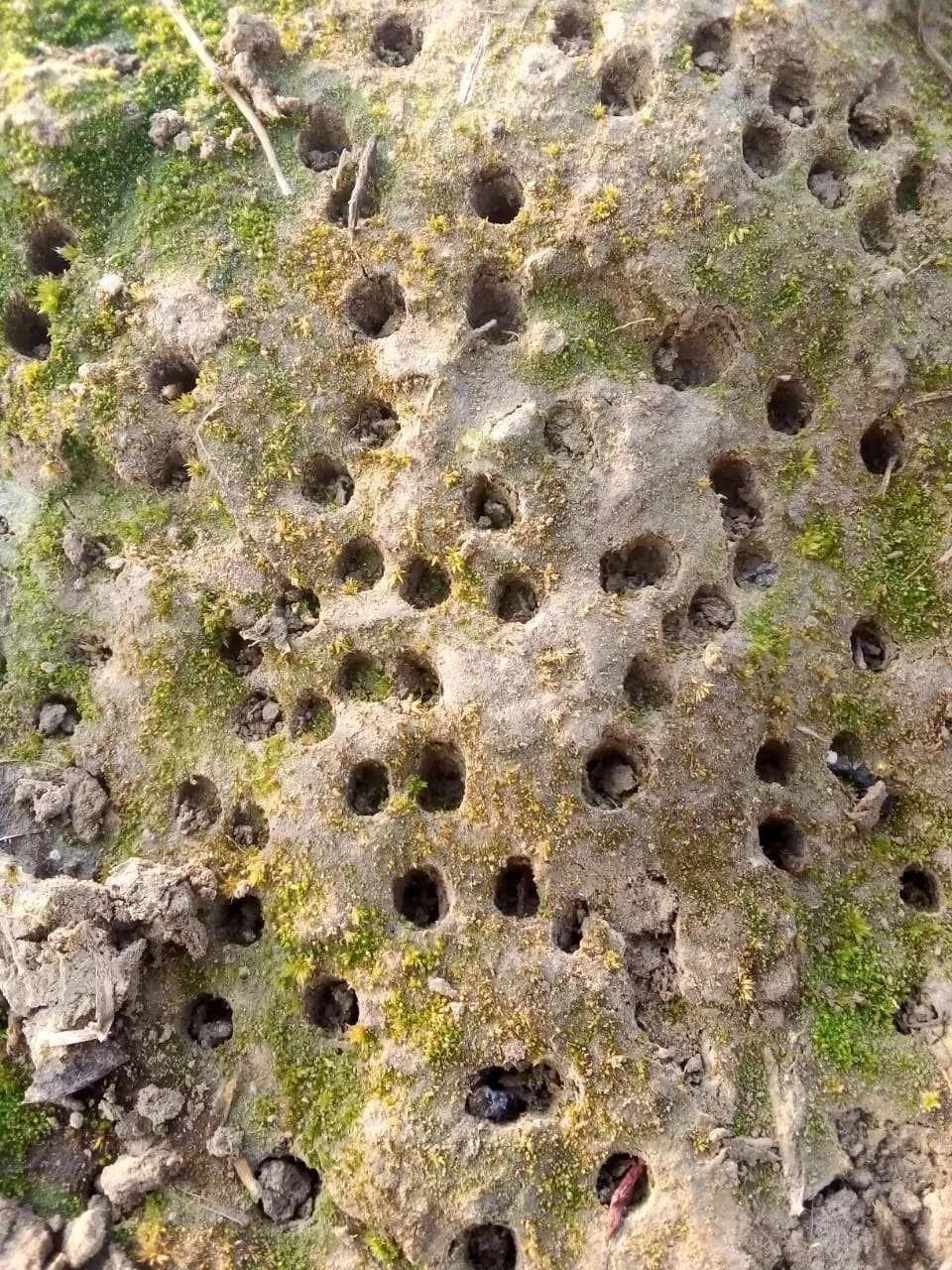 蝗虫最新动态或消息