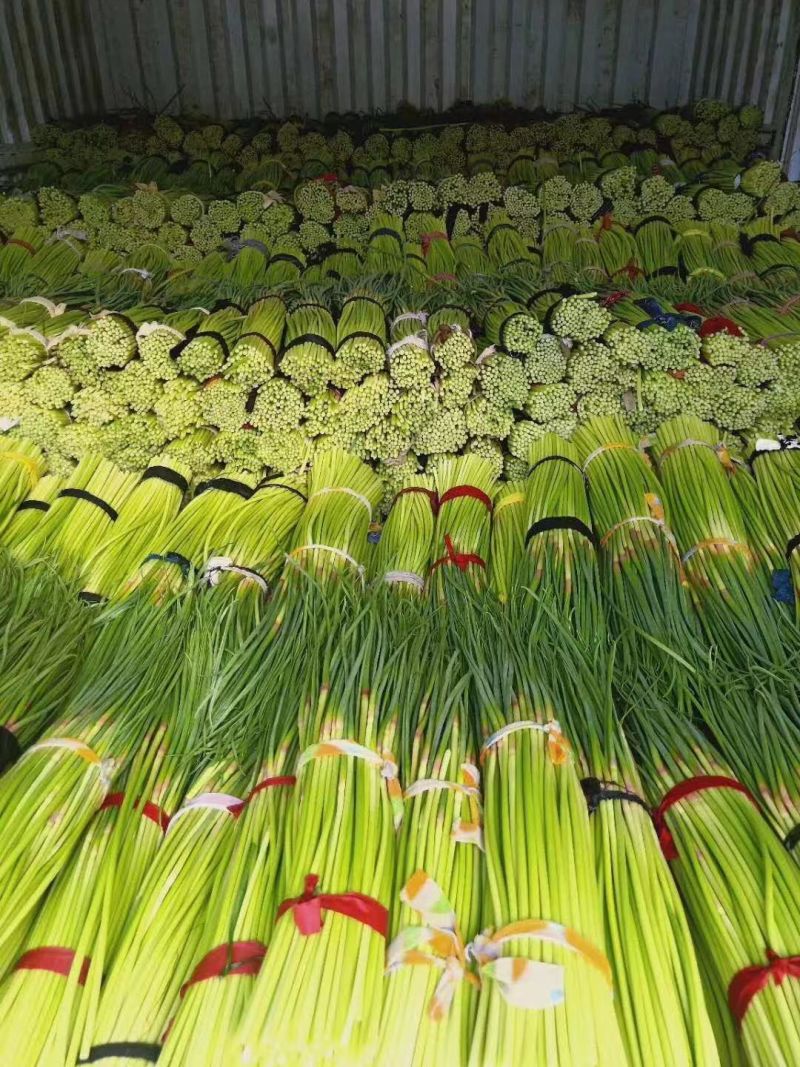 今日蒜苔价格行情综述，最新价格动态与市场论述分析